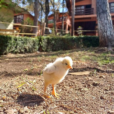 Cabanas Los Bosques Del Zembo Huasca de Ocampo Bagian luar foto